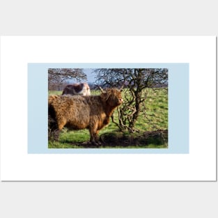 Highland Cattle and a gnarled tree Posters and Art